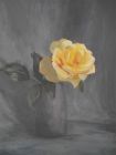 Yellow Rose and Jug